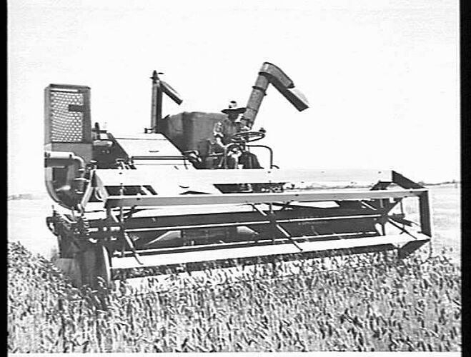 "MR. R. J. BARTRAM, NULLAWIL, VIC., HARVESTING A CROP OF WHEAT WITH HIS MASSEY HARRIS `780' SELF-PROPELLED HEADER: DEC 1953"