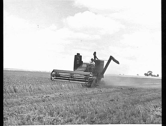 MASSEY-HARRIS `780' SELF PROPELLED OFF-LOADING WHEAT INTO MOBILE FIELD BIN ON THE PROPERTY OF A. T. COATES & SON, ST. ARNAUD, VIC.: JAN 1955