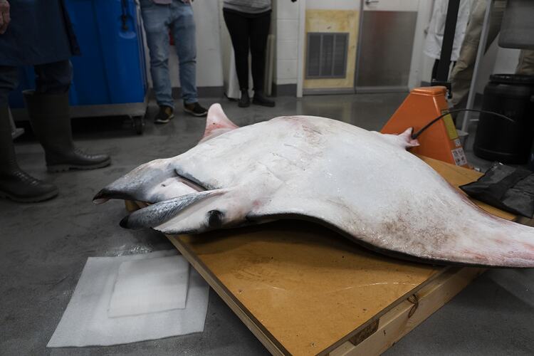 Devilray specimen on pallet, ventral view.