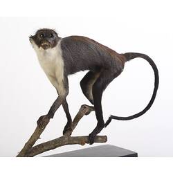 Side view of Diana Monkey specimen mounted on branch.