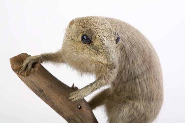 <em>Spermophilus xanthoprymnus</em>, Asia Minor Ground Squirrel, mounted specimen. Registration no. C 30144.