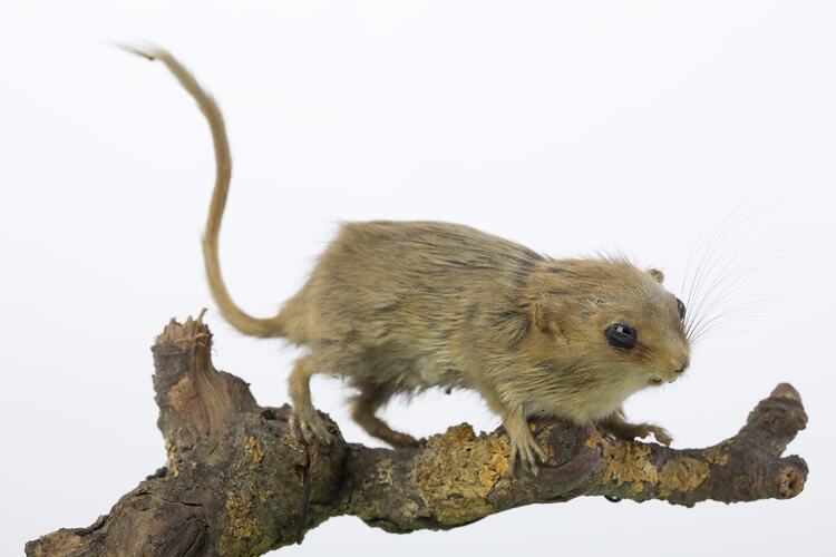 Taxidermied mouse specimen mounted on branch,