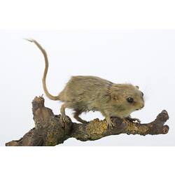 Taxidermied mouse specimen mounted on branch,