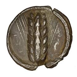 Coin - Stater, Metapontum, Lucania, circa 500 BCE