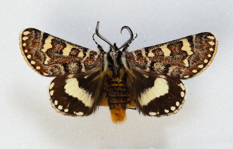 <em>Apina callisto</em>, Pasture Day Moth, male. [HET 22782]