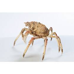 <em>Leptomithrax gaimardii</em>, Giant Spider Crab. [J 46721.8]