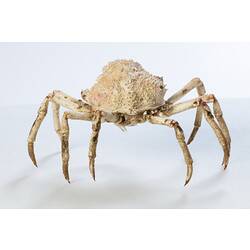 <em>Leptomithrax gaimardii</em>, Giant Spider Crab. [J 46721.15]
