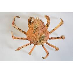 <em>Leptomithrax gaimardii</em>, Giant Spider Crab. [J 46721.28]