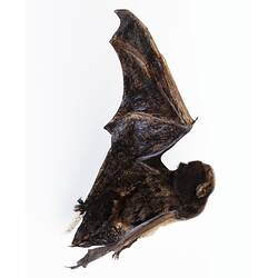 Bat specimen viewed from above.