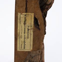 Irregularly shaped timber sample. Profile with paper label on side.