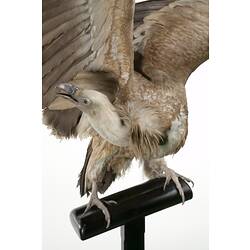 Cream and brown bird specimen mounted on perch with wings raised.