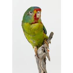 Green parrot specimen mounted on a branch.