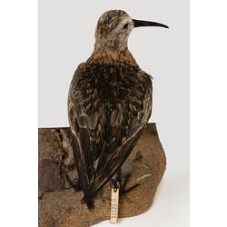 Speckled bird specimen with long beak.