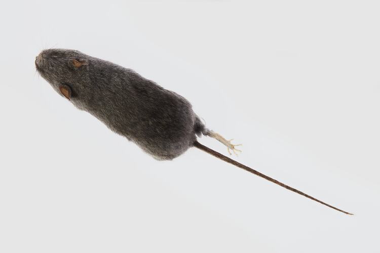 Dark grey rodent skin specimen with straight tail.