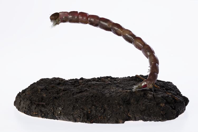 Model of a long, segmented insect larva curving up from an artifical mud base.