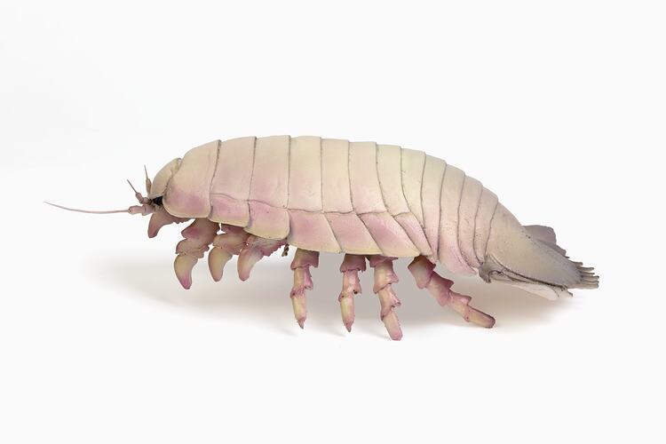 Cream and pink insect model with domed body and many short legs.