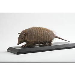 Mounted armadillo specimen.