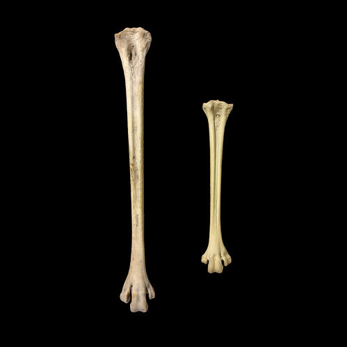 Two  fossil bones, left larger than the right.