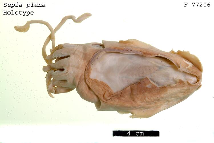 Dorsal view of preserved cuttlefish specimen.