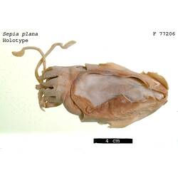 Dorsal view of preserved cuttlefish specimen.