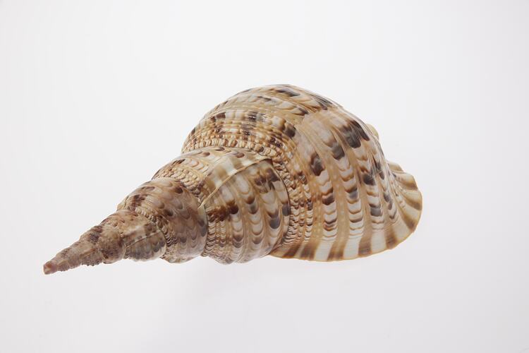Tapered shell with wide opening.
