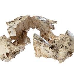 Fragmented fossil skull.