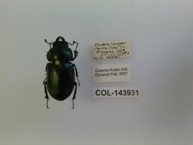 Shiny metallic beetle with large mandibles, photographed next to text labels.