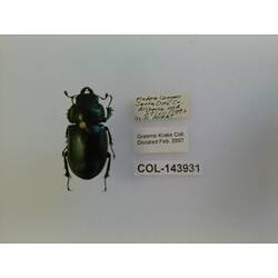 Shiny metallic beetle with large mandibles, photographed next to text labels.