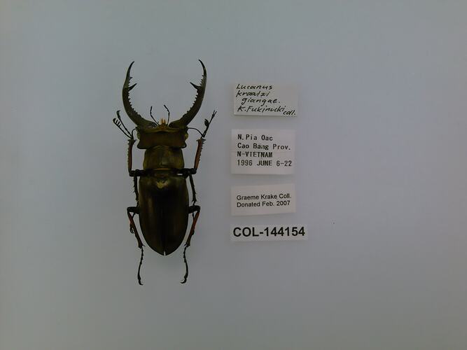 Shiny black beetle specimen with large mandibles, pinned next to text labels.