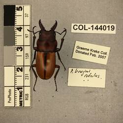 Shiny metallic brown beetle specimen with large mandibles, pinned next to text labels.