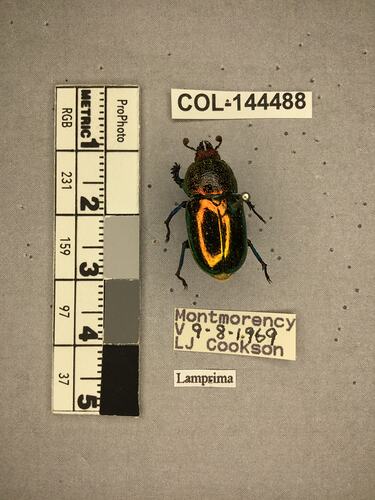 Shiny brown beetle specimen with large mandibles, pinned next to text labels.