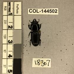 Shiny brown beetle specimen with large mandibles, pinned next to text labels.