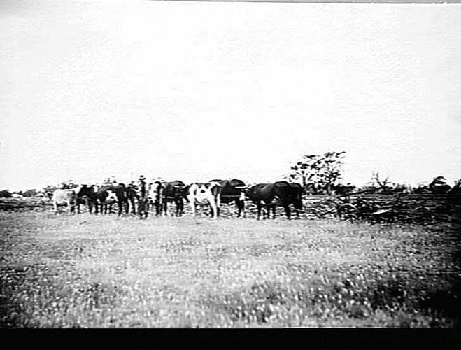 FIVE PHOTOS TAKEN AT RUPERTSWOOD: 1925