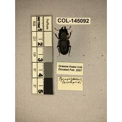 Dorsal view of pinned beetle specimen with labels.