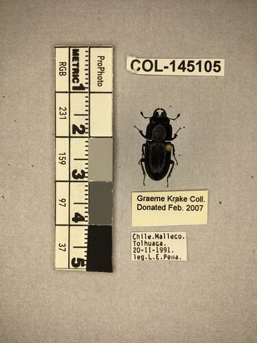 Shiny brown beetle specimen with large mandibles, pinned next to text labels.