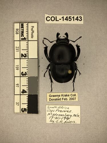Shiny brown beetle specimen with large mandibles, pinned next to text labels.