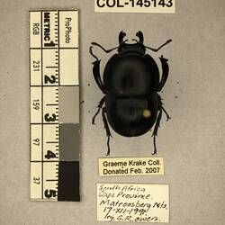 Shiny brown beetle specimen with large mandibles, pinned next to text labels.