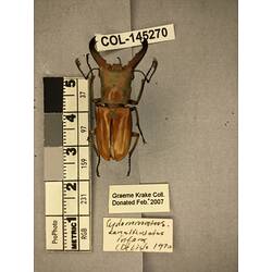 Dorsal view of pinned beetle specimen with labels.