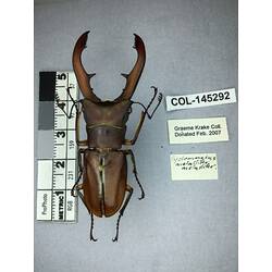 Dorsal view of pinned beetle specimen with labels.