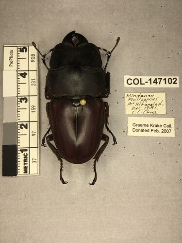 Shiny brown beetle specimen with large mandibles, pinned next to text labels.