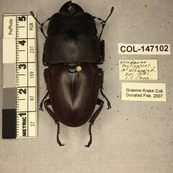 Shiny brown beetle specimen with large mandibles, pinned next to text labels.