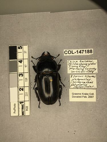 Shiny brown beetle specimen with large mandibles, pinned next to text labels.
