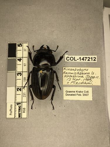 Shiny brown beetle specimen with large mandibles, pinned next to text labels.