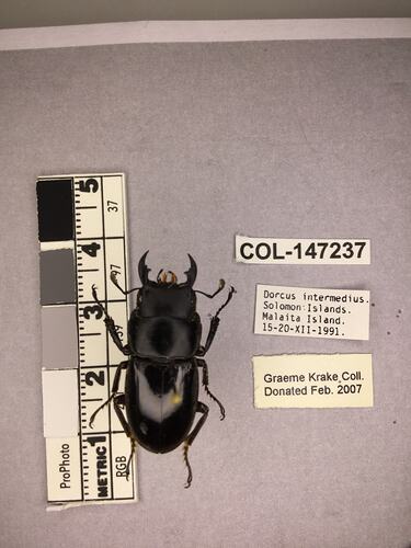 Shiny brown beetle specimen with large mandibles, pinned next to text labels.
