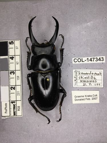 Shiny brown beetle specimen with large mandibles, pinned next to text labels.