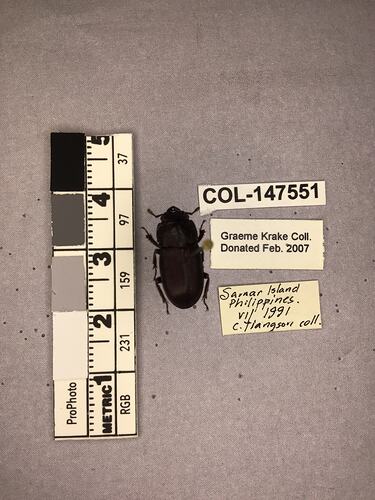 Shiny brown beetle specimen with large mandibles, pinned next to text labels.