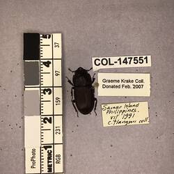 Shiny brown beetle specimen with large mandibles, pinned next to text labels.