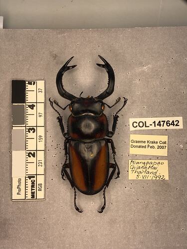 Shiny brown beetle specimen with large mandibles, pinned next to text labels.