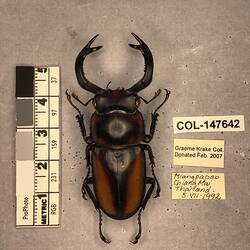 Shiny brown beetle specimen with large mandibles, pinned next to text labels.
