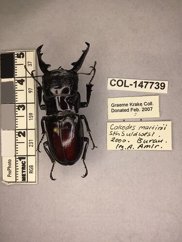 Shiny brown beetle specimen with large mandibles, pinned next to text labels.
